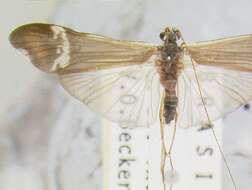 Image of Macronema argentilineatum Ulmer 1905
