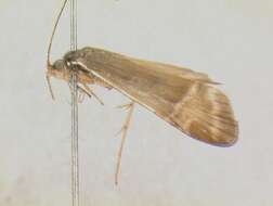 Image of Macronema variipenne Flint & Bueno-Soria 1979