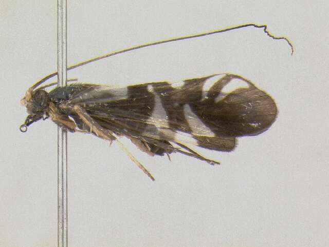 Image of Macrostemum hyalinum (Pictet 1836)