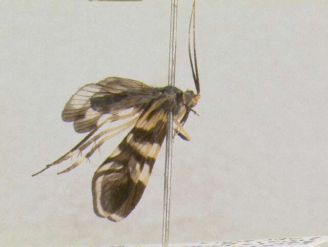 Image of Macrostemum ulmeri (Banks 1913)