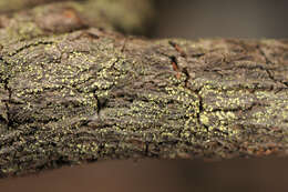 Image of dot lichen