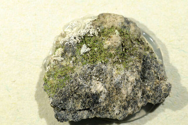 Image of dot lichen