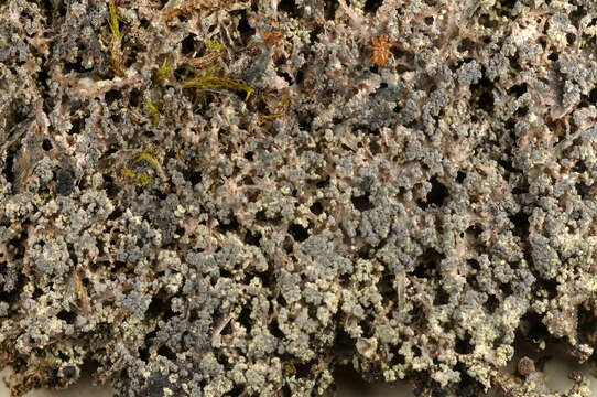 Image of dot lichen