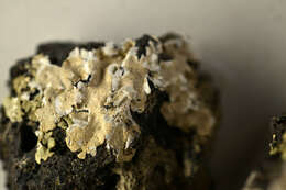 Image of Ruffle lichens