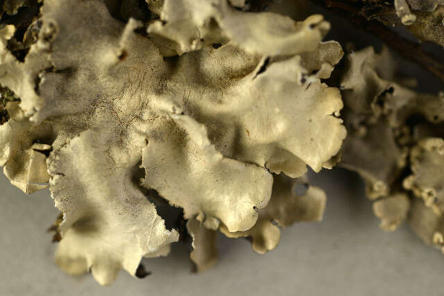 Image of Ruffle lichens