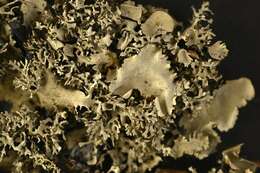 Image of Ruffle lichens