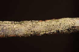 Image of fellhanera lichen