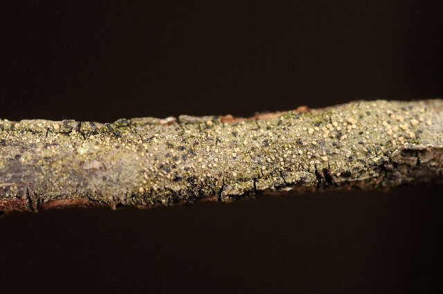 Image of fellhanera lichen