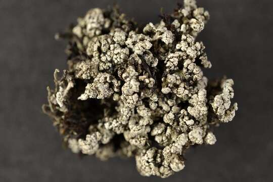 Image of snow lichen