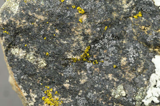 Image of catillaria lichen