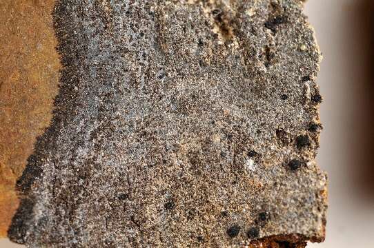 Image of map lichen