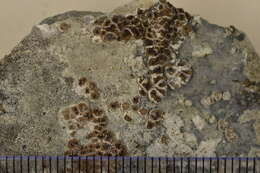 Image of Acarosporales