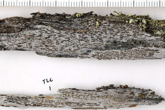 Image of Nucletmycea