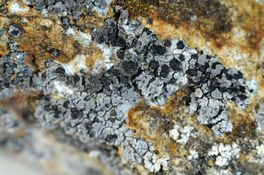 Image of map lichen