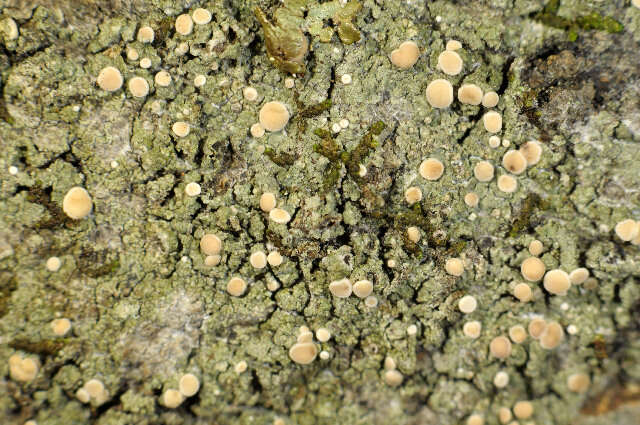 Image of dotted lichen