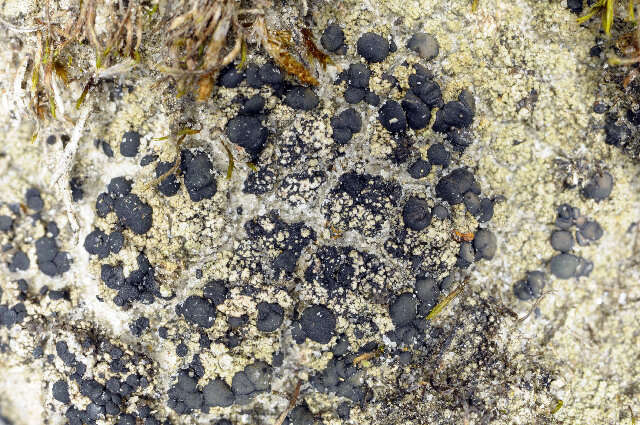Image of bruised lichen