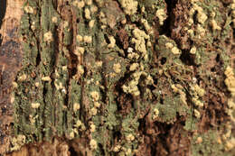 Image of dot lichen