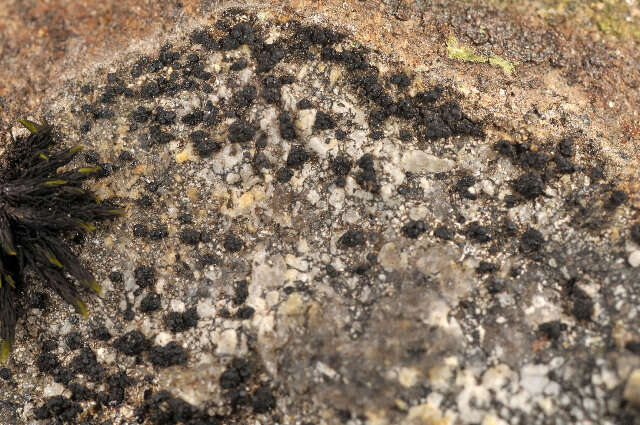 Image of miriquidica lichen
