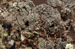 Image of dot lichen