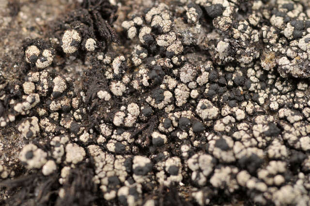 Image of dot lichen