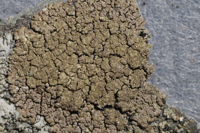 Image of rinodina lichen