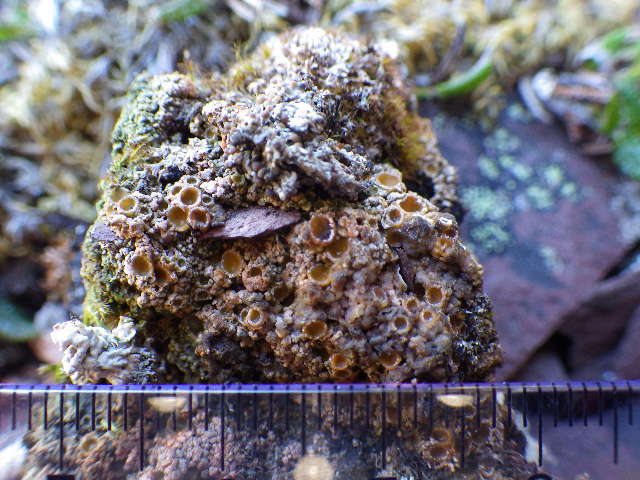 Image of Ostropales