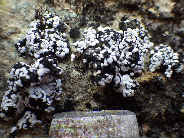 Image of bruised lichen