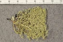 Image of Beard Lichen