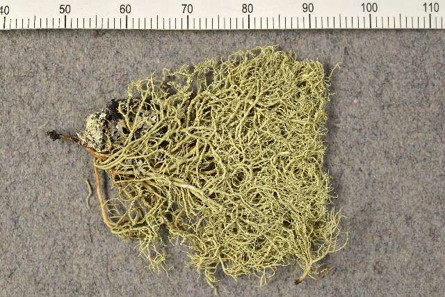 Image of Beard Lichen