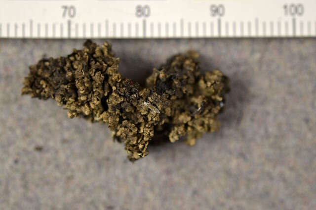 Image of chalice lichen