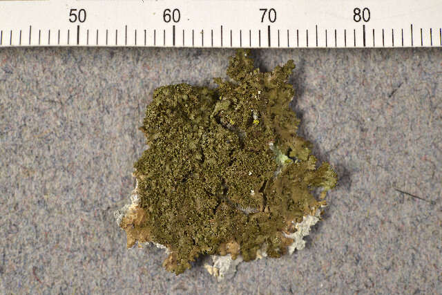 Image of Camouflage lichens