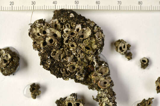 Image of chocolate chip lichen