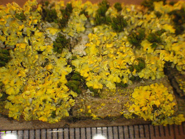 Image of orange wall lichen