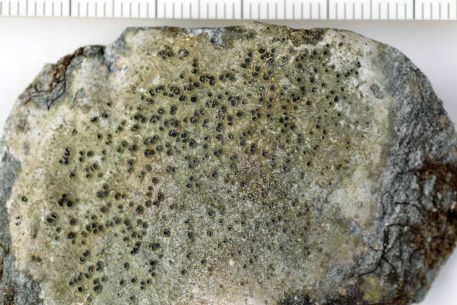 Image of rimmed lichen