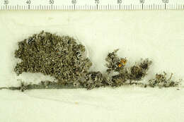 Image of Shadow lichens