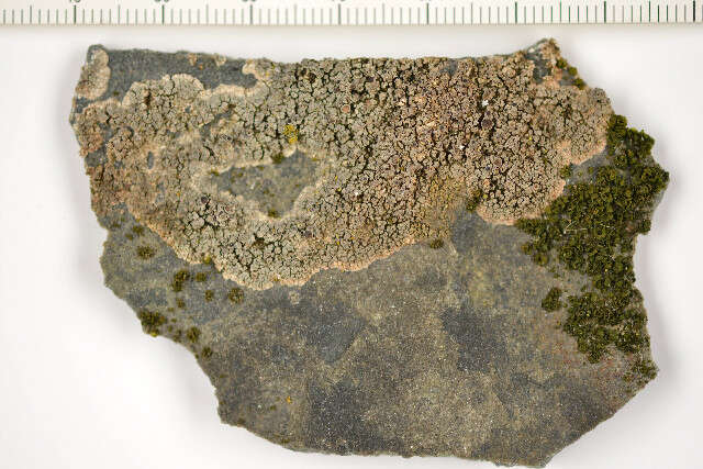 Image of Rim-lichens;   Lecania lichens