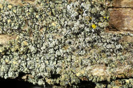 Image of spike lichen