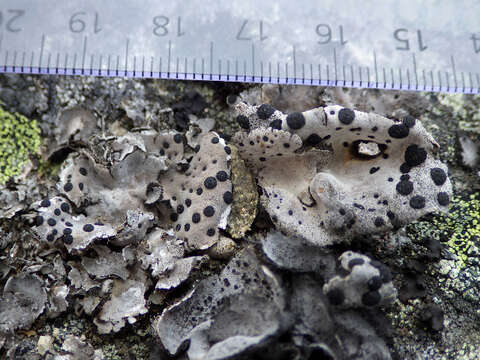 Image of navel lichen