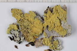 Image of dirinaria lichen