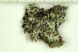 Image of hypotrachyna lichen