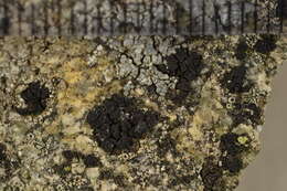 Image of Grain-spored lichens;   Sarcogyne lichens