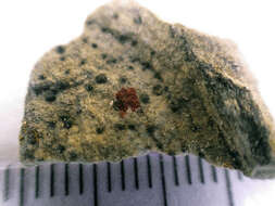 Image of thelidium lichen