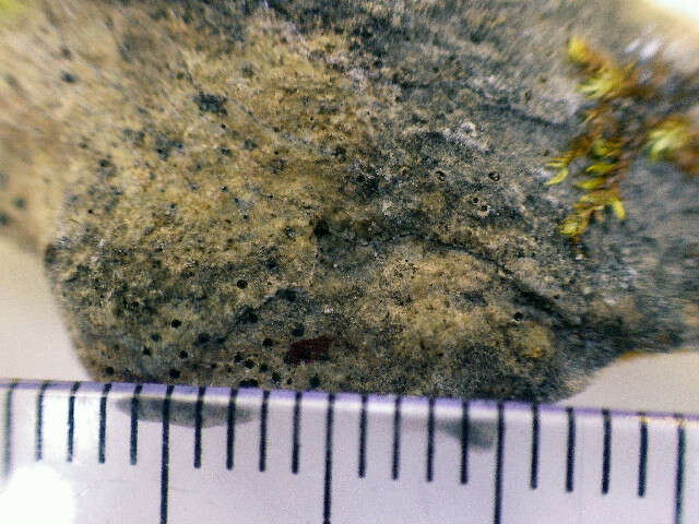 Image of Speck lichens and Wart lichens