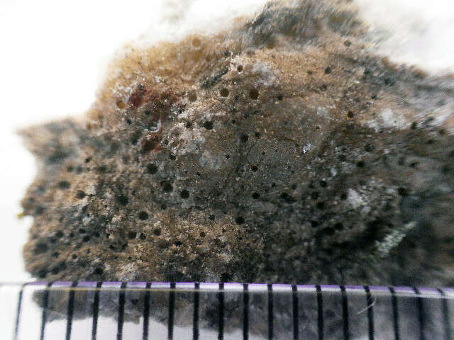 Image of polyblastia lichen