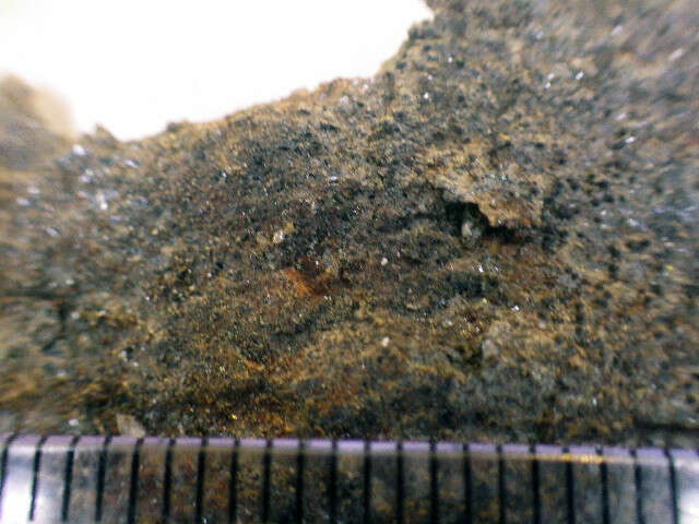 Image of polyblastia lichen