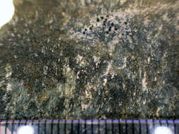 Image of Speck lichens and Wart lichens