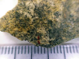 Image of Speck lichens and Wart lichens