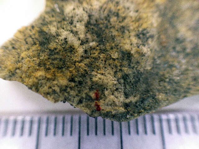 Image of Speck lichens and Wart lichens