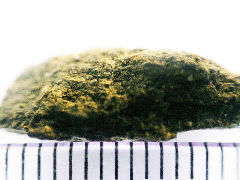 Image of polyblastia lichen