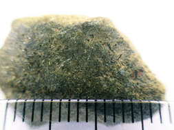 Image of thelidium lichen